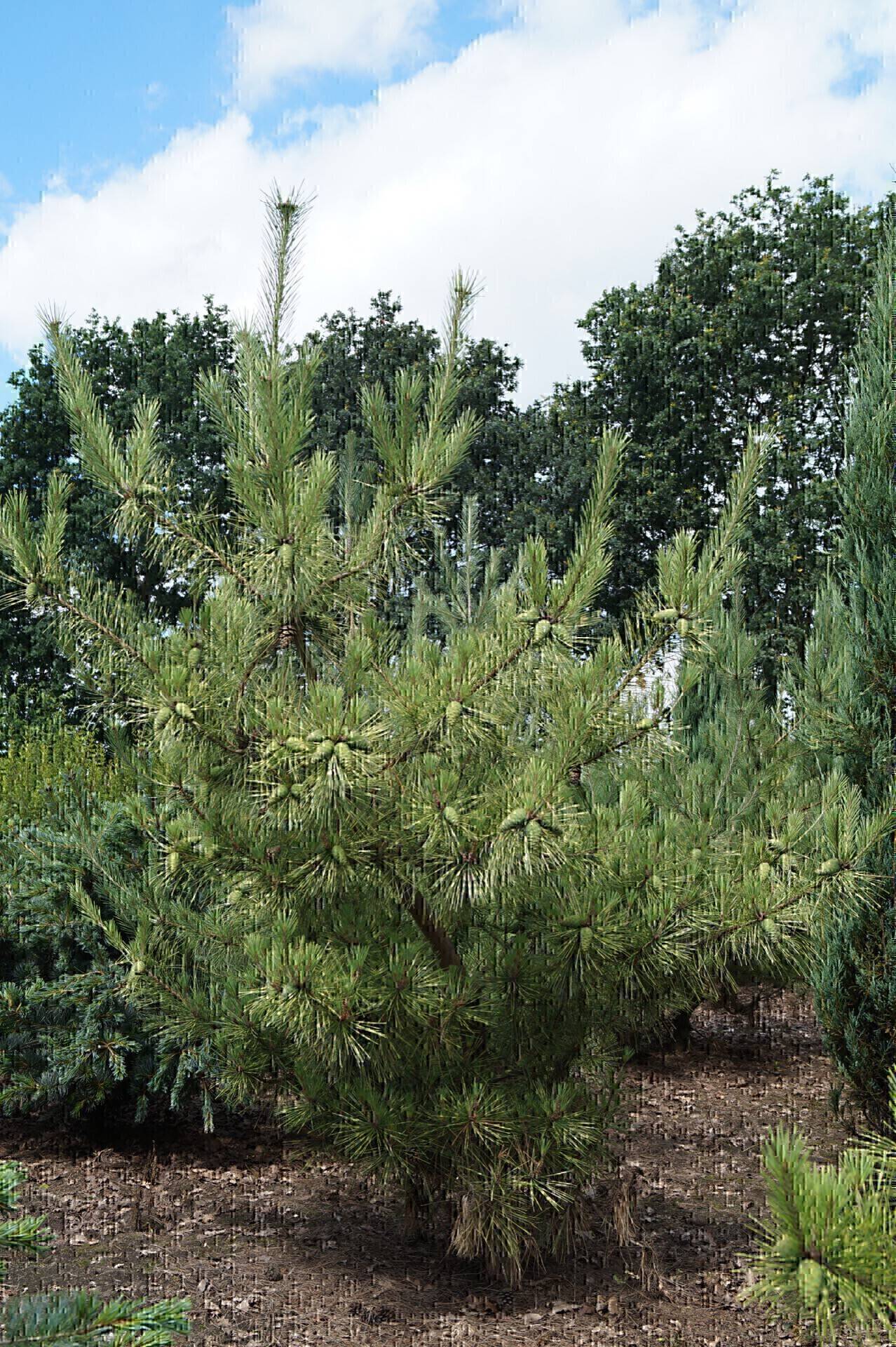 Pinus densiflora Oculus-draconis_03